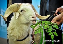 Овца с вживленным искусственным сердцем прожила 62 дня