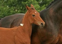 Новую породу лошадей вывели в Костанайской области