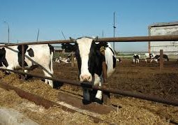 Экологи требуют "приостановить деятельность" коров в Костанайской области