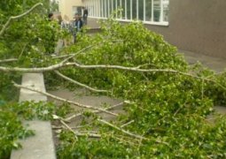 Дерево упало на детей в детском саду в Уральске