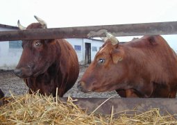 Неизвестная болезнь обнаружена у скота в ЗКО