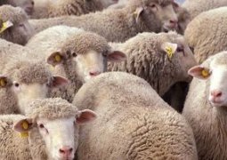 Новые породы овец выведены в Казахстане