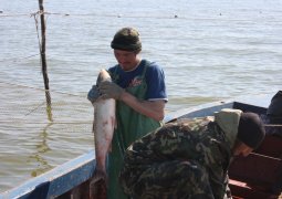 РФ предложила ввести мораторий на лов осетровых в Каспийском море