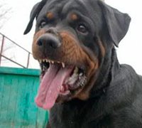 В Алматы собака загрызла человека