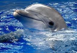 Дельфин напал на женщину в Ирландии (ВИДЕО)