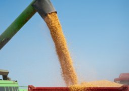 Порядка 1,2 млн тонн зерна намолочено в Казахстане