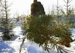 В Казахстане продлили запрет на вырубку хвойных деревьев