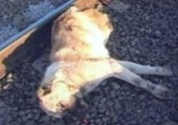 В Караганде собака спасла хозяина от смерти оттащив его с рельсов