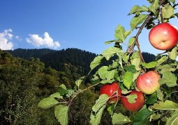 На 30% планируют увеличить площади под яблони в Алматинской области