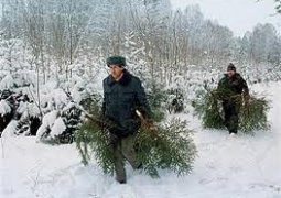 В Казахстане за вырубку елок будут «сажать»