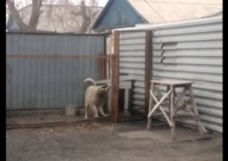 Танцующий пес из Караганды (ВИДЕО)
