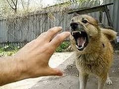 59 тыс. казахстанцев пострадали от укусов собак в 2013 году