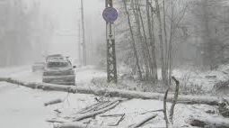 В Жамбылской области дерево упало на проезжую часть, один человек погиб, еще трое травмированы