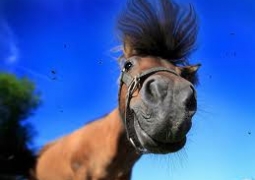 Алматинцам предлагают принять участие в конкурсе на лучшее лошадиное ржание