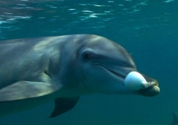 Дельфины тоже наркоманы