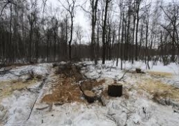 Обязать природопользователей сажать два дерева за одно срубленное предлагают в Казахстане