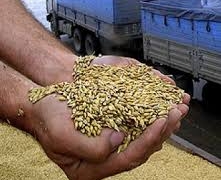 Казахстан может стать крупнейшим поставщиком зерна в Пакистан