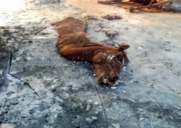 Сырдарья вышла из берегов, погибли десятки голов скота