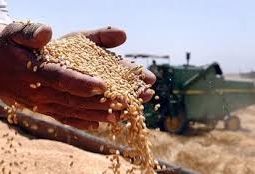 Китайцы намерены выкупить зерновые компании Казахстана