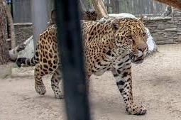 В карагандинском зоопарке ягуары загрызли медвежонка на глазах у детей