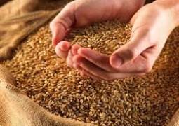 Началась реализация  пилотного проекта  биржевой торговли зерном  с непосредственным участием  зернопроизводителей   
