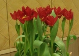Презентован новый сорт тюльпана «президент Назарбаев»