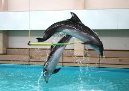 В Алматы появится дельфинарий, либо океанариум