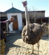 Житель Казалы вырастил "сторожевого" страуса