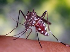 Малярийный комар появился в Астане