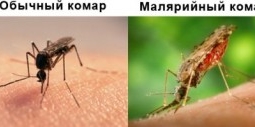 Чем отличается малярийный комар от обыкновенного?!