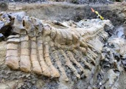 «Кладбище динозавров» обнаружили в Аргентине