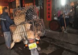 10 тыс. собак съедят участники кулинарного фестиваля в Китае