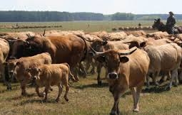 План по закупу крупного рогатого скота в рамках программы «Сыбага» выполнен лишь на 17%