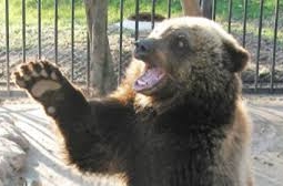 Житель Костаная взял деньги под залог медведя