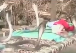 В Индии младенец спит в окружении четырех кобр (ВИДЕО)