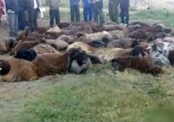 В Жамбылской области гибнет скот