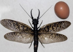 Самое большое летающее насекомое с размахом крыльев более 21 сантиметра обнаружено в Китае