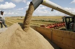 Казахстанские аграрии планируют собрать около 17 млн тон зерна, - Минсельхоз
