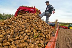 Казахстанский картофель может пойти в Россию