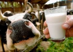 Объединятся призывает мелкотоварных производителей Мясо-молочный союз Казахстана