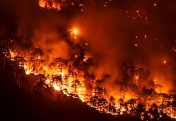 Лес горит третьи сутки в Жамбылской области, при тушении погиб сотрудник акимата