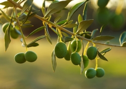 В Мангыстауской области будут выращивать оливки