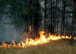 172 га лесов сгорело в этом году в Костанайской области