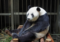 Панда из китайского зоопарка притворялась беременной ради улучшенного питания (ВИДЕО)