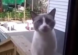 Самый разговорчивый кот покоряет Интернет (ВИДЕО)