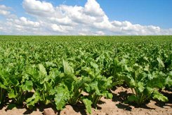 НПП РК предлагает пересмотреть субсидии в растениеводстве