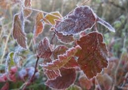 Заморозки до -5 градусов ожидаются в ряде регионов Казахстана