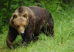 Медведь разорвал гулявшего с собакой мужчину