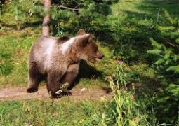 В ВКО застрелили медведя, жившего на заброшенных дачах у Иртыша