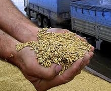 Порядка 7 млн тонн зерна экспортирует Казахстан в новом МГ, - Минсельхоз